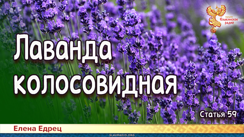 Лаванда колосовидная 
