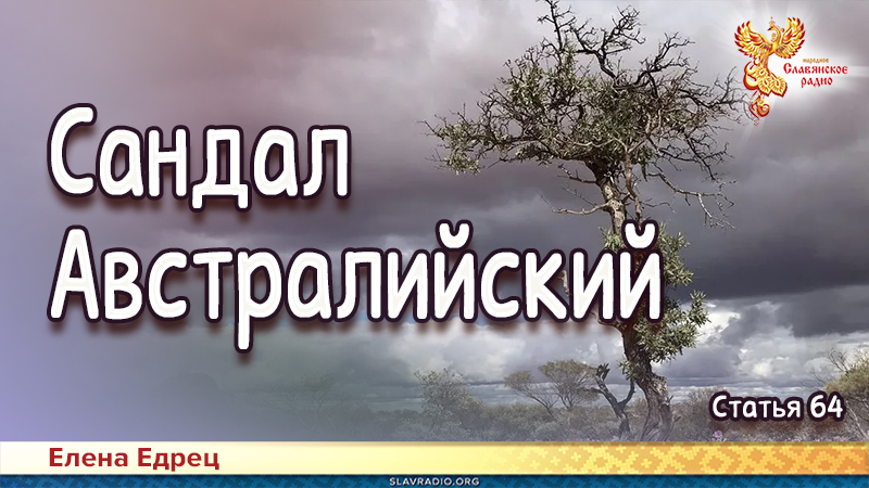 Сандал Австралийский 
