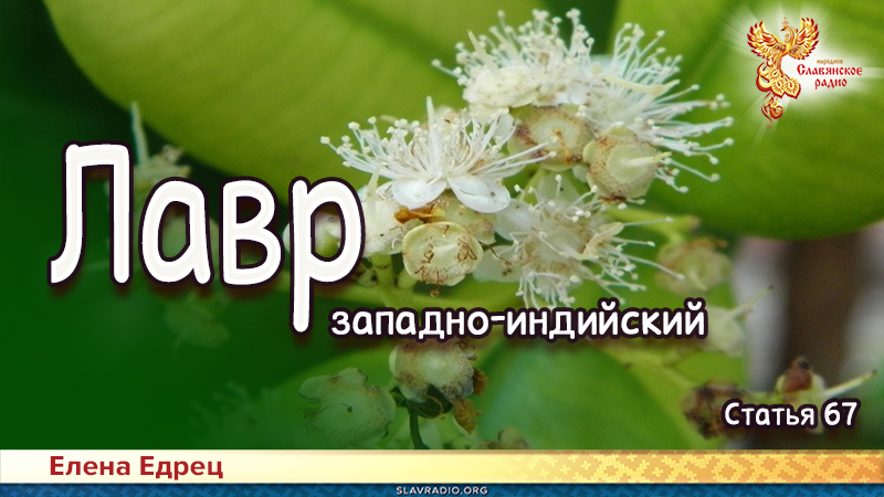 Лавр западно-индийский
