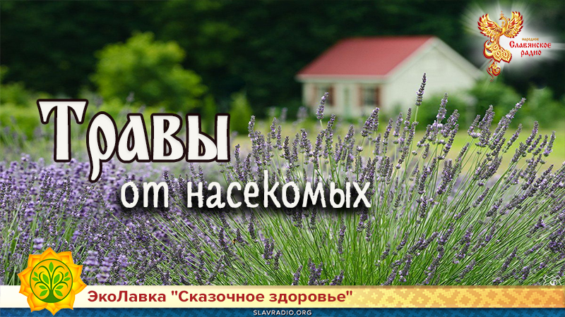 Травы от насекомых