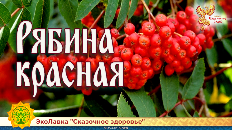 Рябина красная 