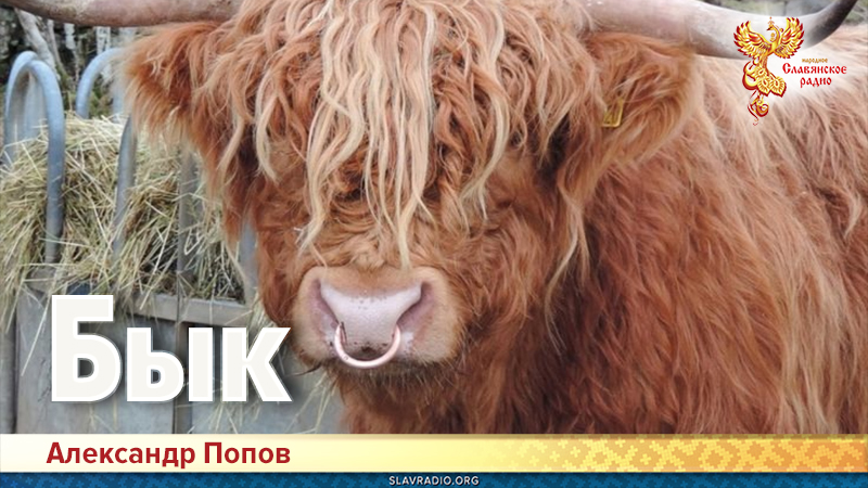 Бык 