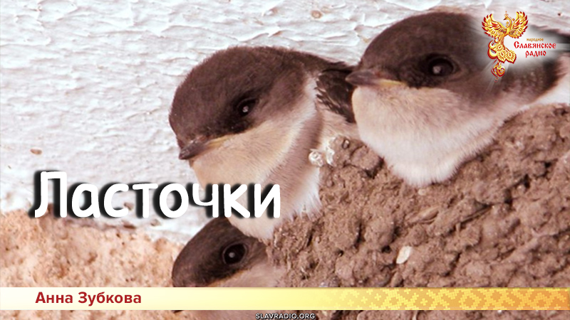 Песни для детей: Ласточки