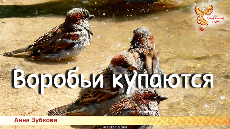 Песни для детей: Воробьи купаются

