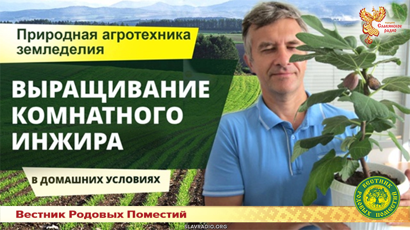 Выращивание комнатного инжира