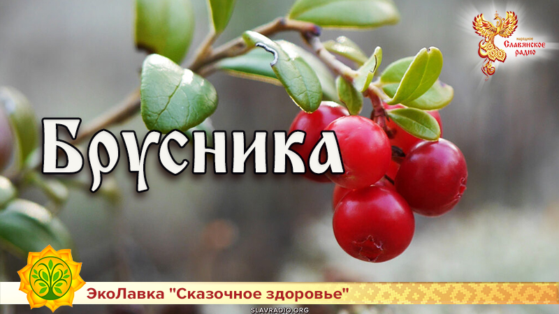 Брусника 