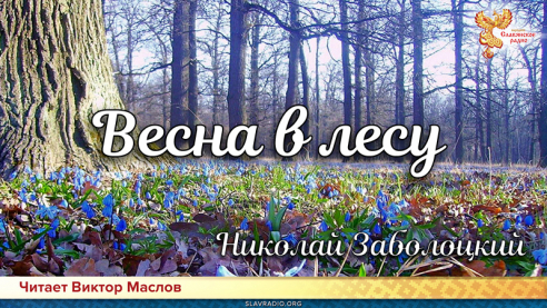 День поэзии. Николай Заболоцкий - Весна в лесу