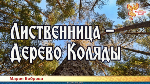 Лиственница &mdash; Дерево Коляды