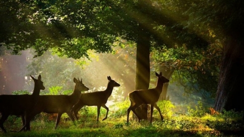 Чернобыльская зона стала уникальным местом