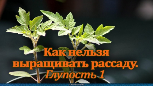 Как нельзя выращивать рассаду. Глупость 1