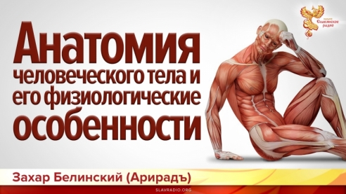 Анатомия человеческого тела и его физиологические особенности