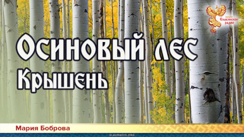 Осиновый лес. Крышень