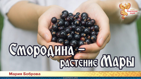 Смородина &mdash; растение Мары