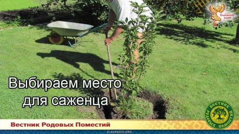 Выбираем место для саженца