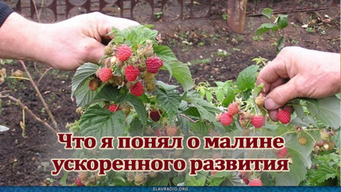Что я понял о малине ускоренного развития