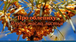 Про облепиху. Ягоды, масло, листья