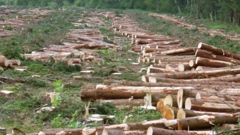 Русская тайга