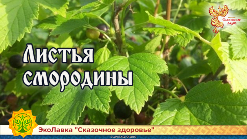 Листья смородины