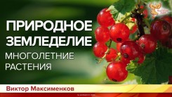 Природное земледелие: многолетние растения