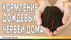 Кормление дождевых червей дома