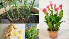 Выращиваем имбирь дома