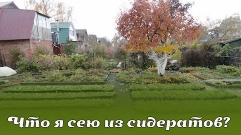 Что я сею из сидератов?