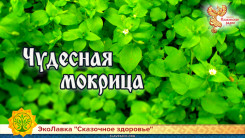 Чудесная мокрица