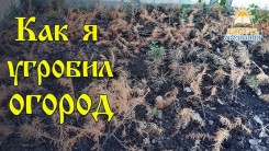 Как я угробил огород