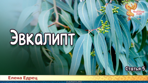 Эвкалипт