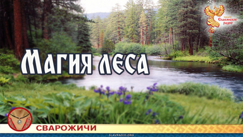 Магия леса 