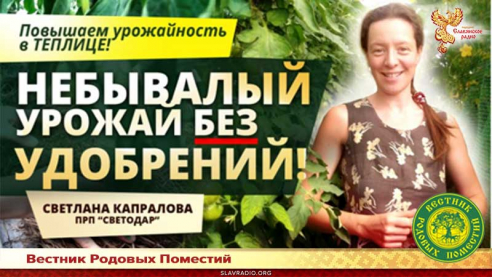 Небывалый урожай без удобрений