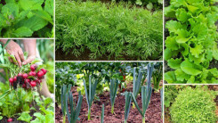 Что посеять и посадить в огороде в июле?