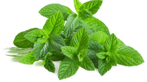 Почему после мяты мы чувствуем холод во рту?