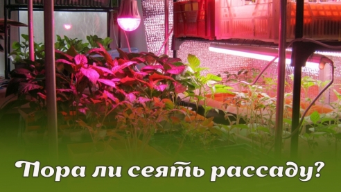 Пора ли сеять рассаду?