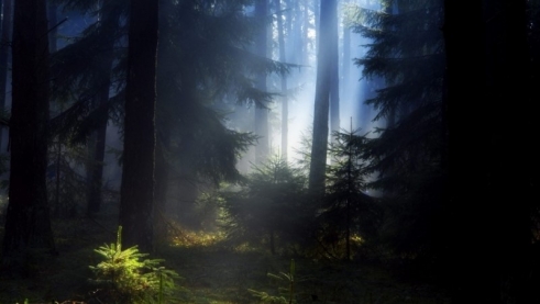 Мой Храм, - это лес!