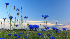 Крапива и василёк