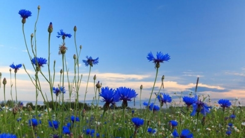 Крапива и василёк