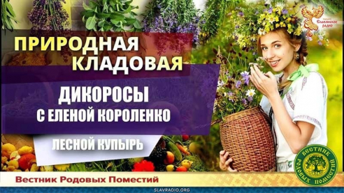 Лесной купырь