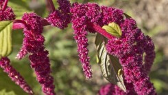 Амарант настоящий хлеб славян и ацтеков, запрещённый Петром I