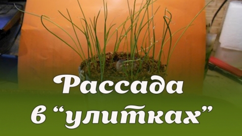 Рассада в "улитках"