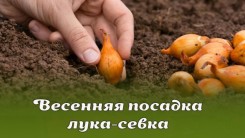 Весенняя посадка лука-севка