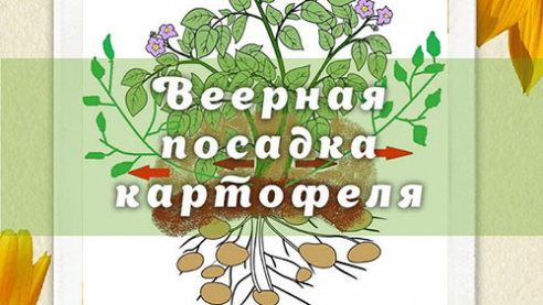 Веерная посадка картофеля
