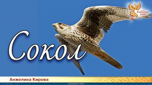 Сокол