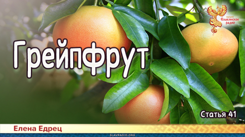Грейпфрут 