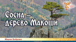 Сосна – дерево Макоши