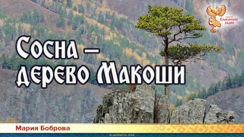 Сосна &ndash; дерево Макоши 