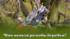 Как нельзя резать деревья