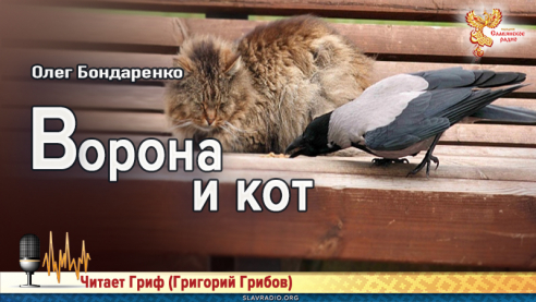 Ворона и кот 