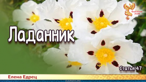 Ладанник 
