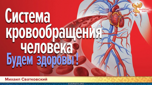 Система кровообращения человека.  Будем здоровы